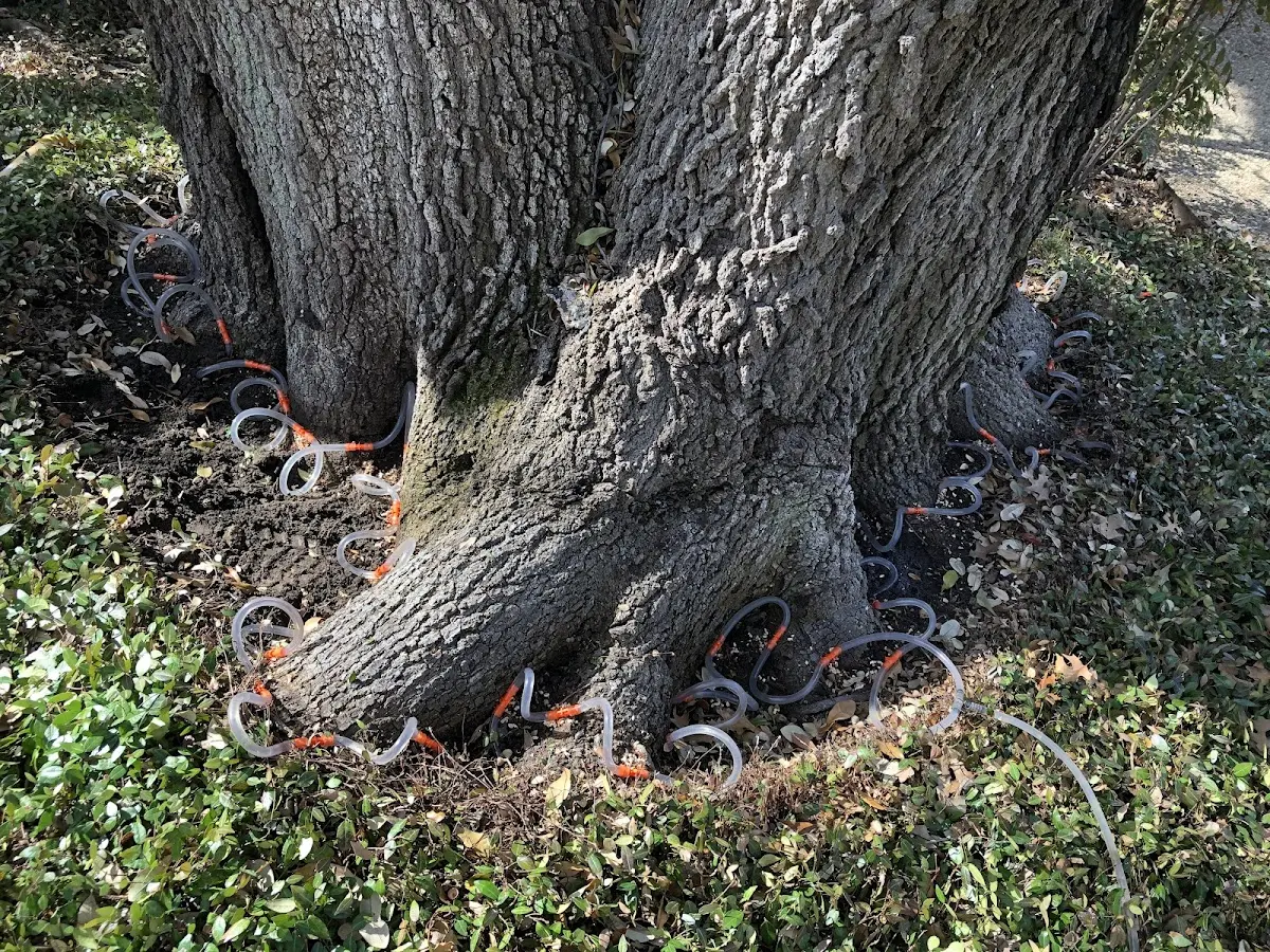 Detailed Tree Cabling and Bracing job site in Clinton Township