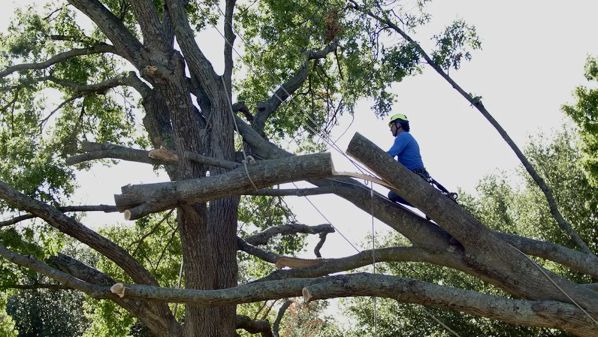 Professional Crown Thinning performed by certified arborists in Clinton Township