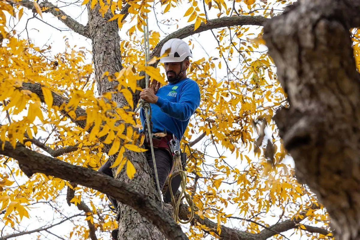 Skilled Tree Pruning crew working in Clinton Township