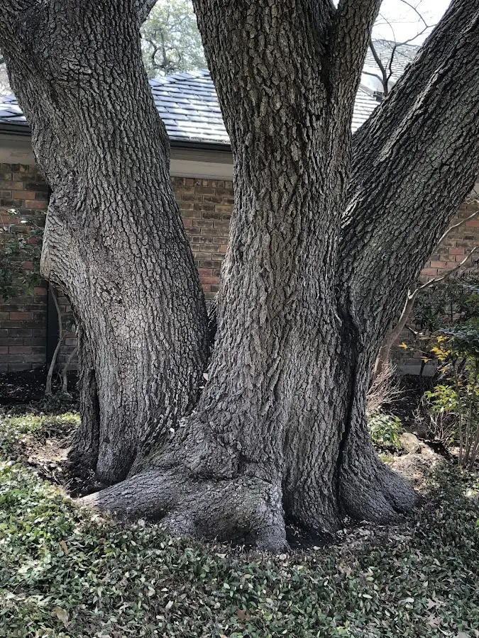 Mature heritage tree close to a Clinton Township property cared for by certified arborists